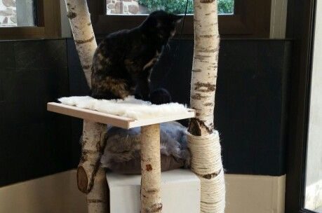 Comment construire un arbre à chat en bois ?